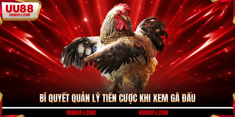 Bí quyết quản lý tiền cược khi xem gà đấu