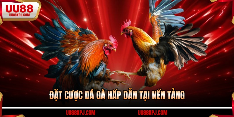 Đặt cược đá gà hấp dẫn tại nền tảng