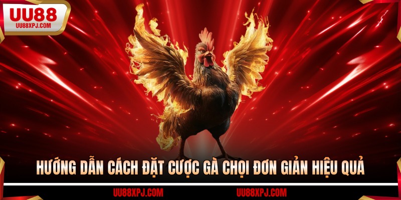 Hướng dẫn cách đặt cược gà chọi đơn giản hiệu quả