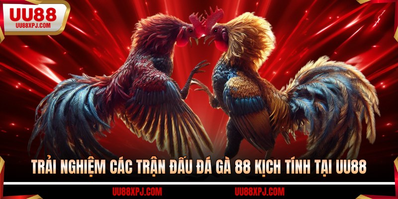 Trải nghiệm các trận đấu đá gà 88 kịch tính tại UU88