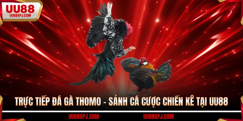 trực tiếp đá gà thomo